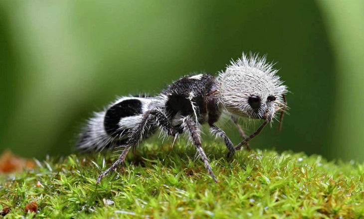 Caution: The Most Terrible Insects on Earth