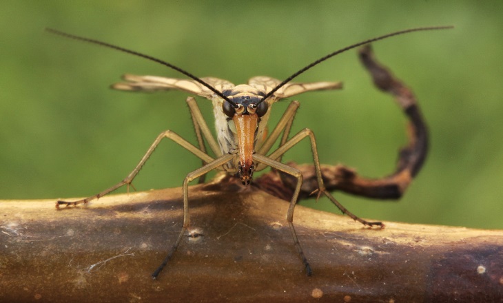 Страшные насекомые австралии фото с названиями