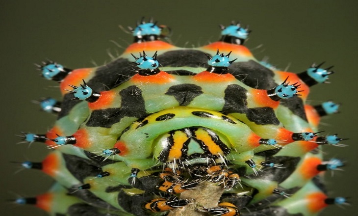 Страшные насекомые австралии фото с названиями