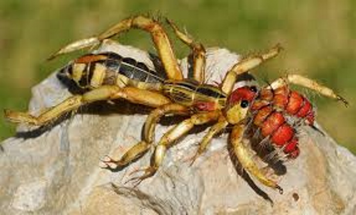 Осторожно: самые страшные насекомые на земле