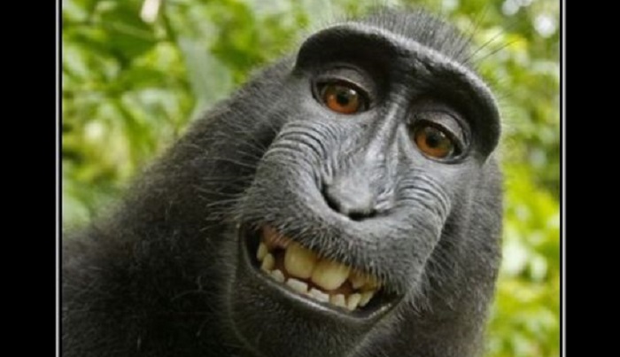 50 фото животных, которые заставят вас улыбаться