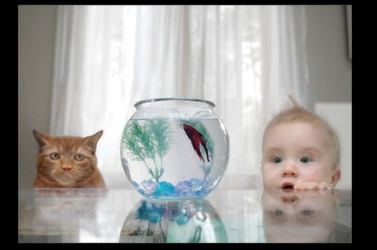 Почему все дети хотят кота: 30 фотообъяснений
