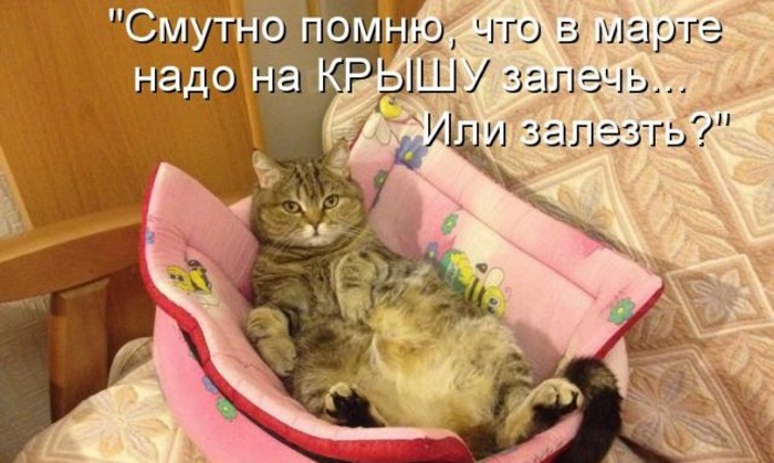 Веселые котоматрицы: 50 картинок со смешными надписями