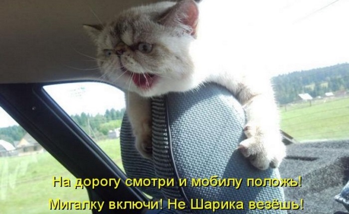 Веселые котоматрицы: 50 картинок со смешными надписями
