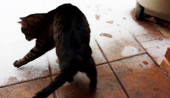 Кошки, у которых сложные взаимоотношения со снегом: 50 самых смешных фото