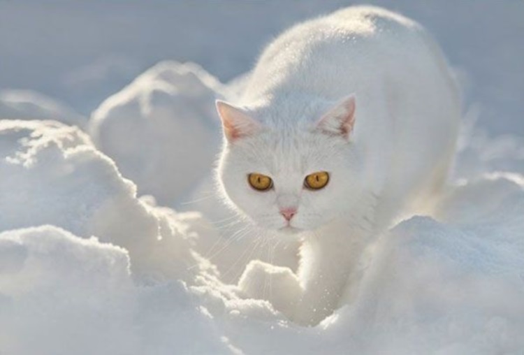 Кошки, у которых сложные взаимоотношения со снегом: 50 самых смешных фото