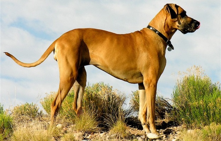 15 самых больших пород собак, 30 фото