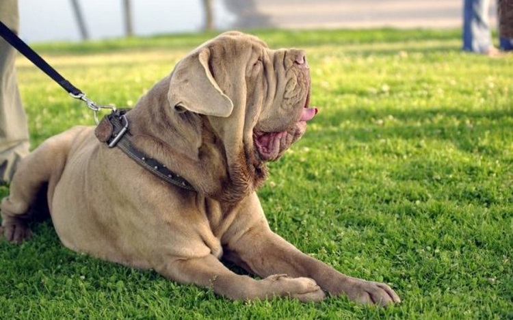 Породы самых больших собак с фотографиями и названиями