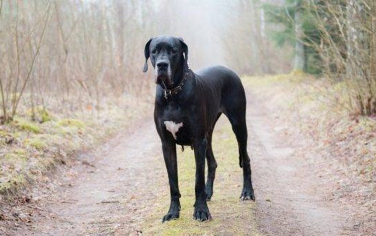 Породы самых больших собак с фотографиями и названиями