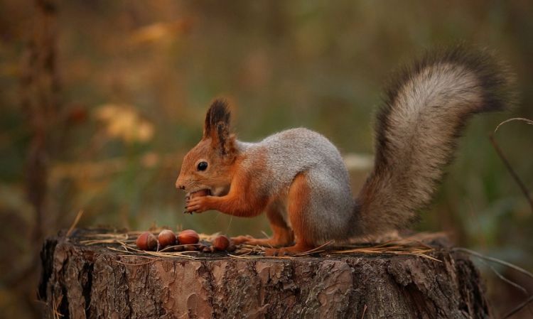 Интересные факты о животных: 30 фото