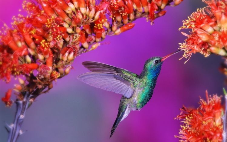 50 необыкновенно красивых фотоснимков природы