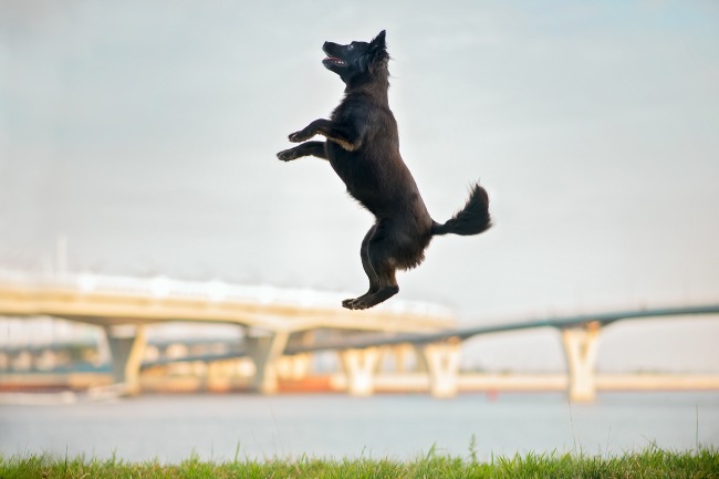40 очаровательных собак, которые научились летать