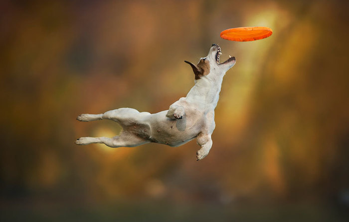 40 очаровательных собак, которые научились летать