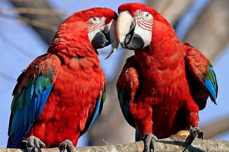 Милые фото птиц, любви которых можно только позавидовать
