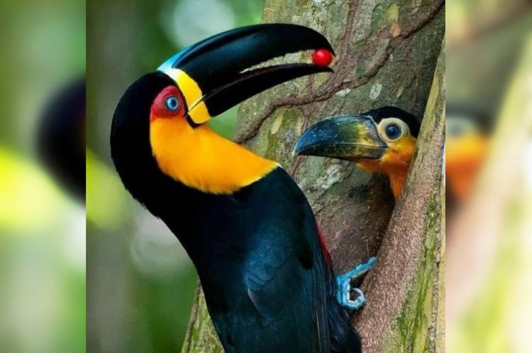 Милые фото птиц, любви которых можно только позавидовать