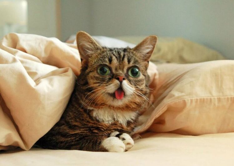 40 снимков, доказывающих, что кошки - веселые существа