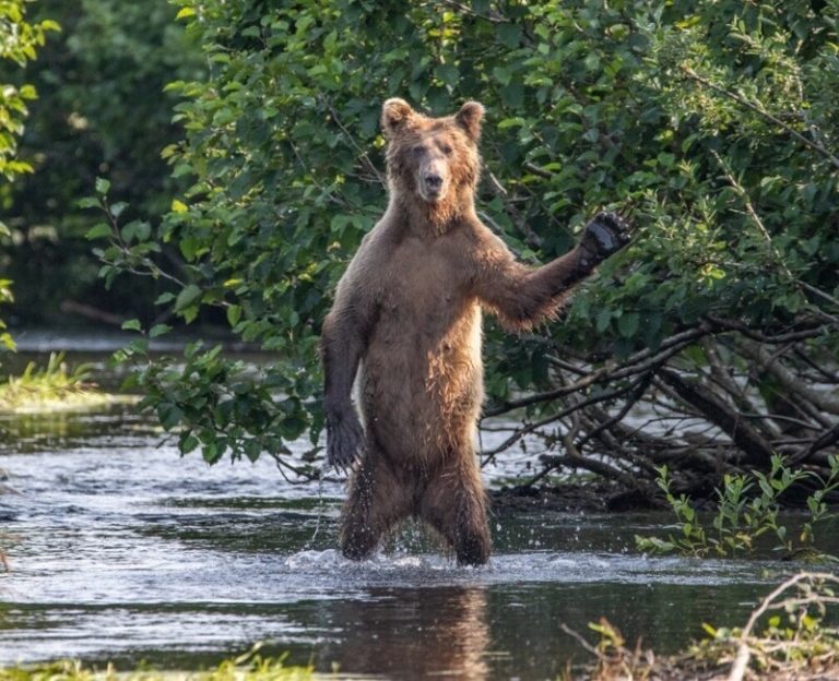 Фото смешных животных высокого качества