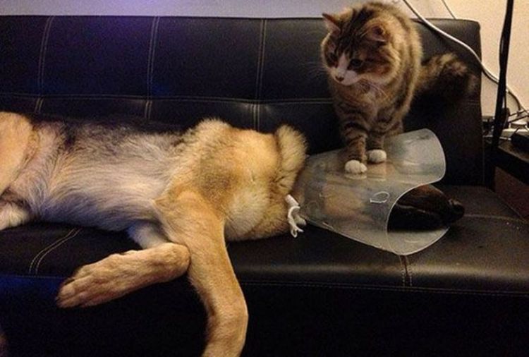 кошки против собак