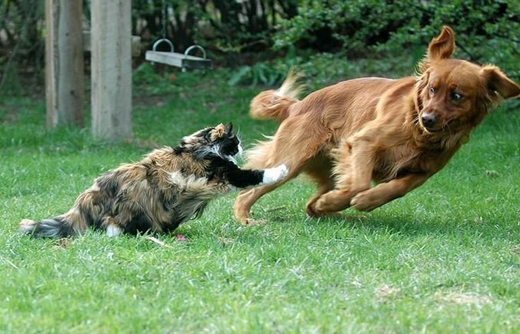 кошки против собак