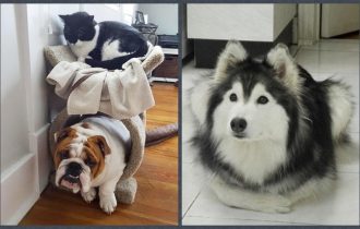 dogs who think theyre cats