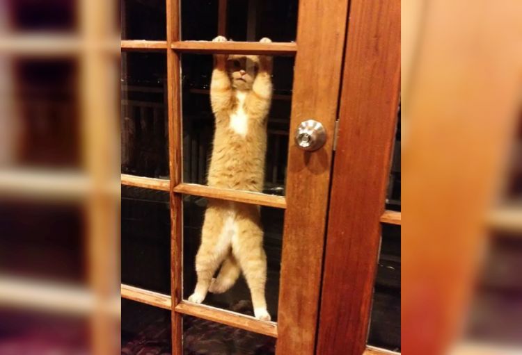 35 Funny Photos of Animals That Really Want to Get Home