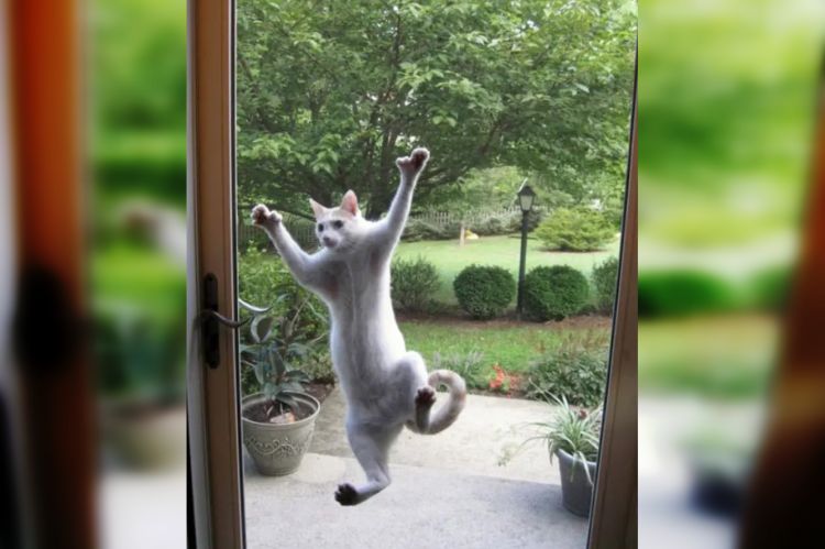 35 Funny Photos of Animals That Really Want to Get Home