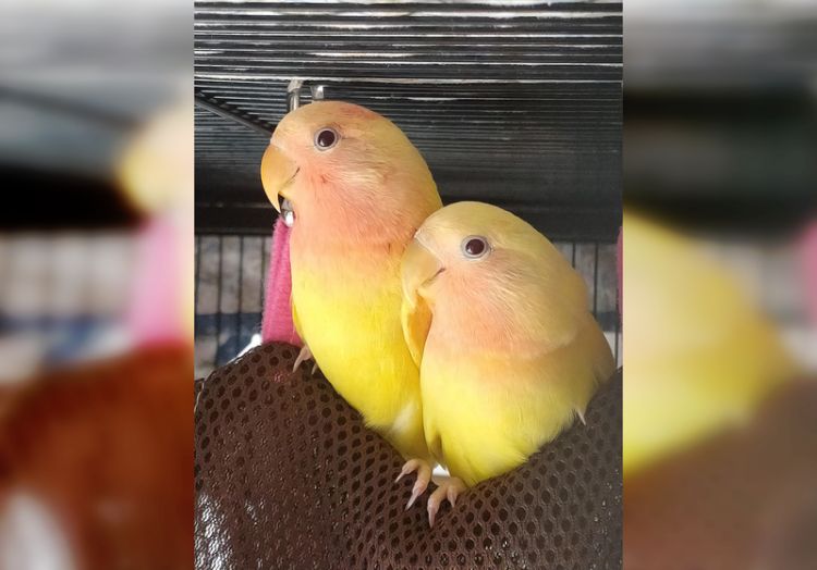 милые и веселые попугаи 