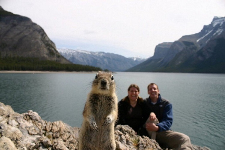 40 Funny Little Animals That Brazenly and Without Asking Got Into the Frame