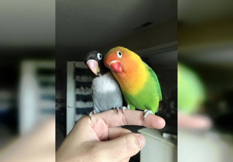 милые и веселые попугаи 