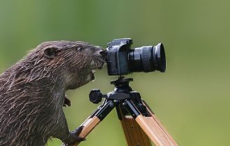 Животные фотографы