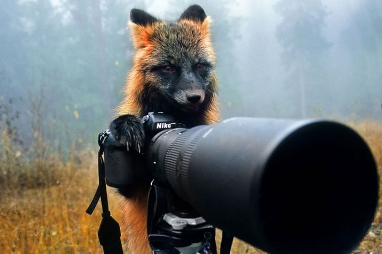 Животные фотографы 