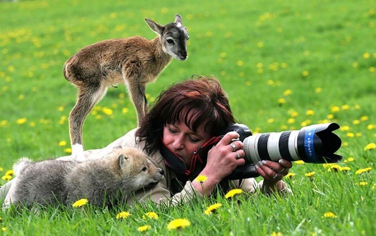 Животные фотографы 