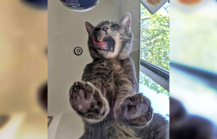 Когда в доме проживает кот: 30 забавных снимков