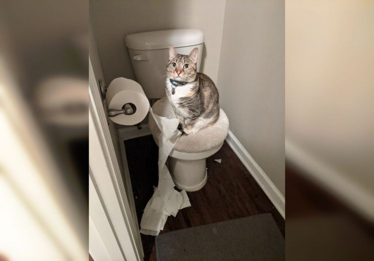 Когда в доме проживает кот: 30 забавных снимков