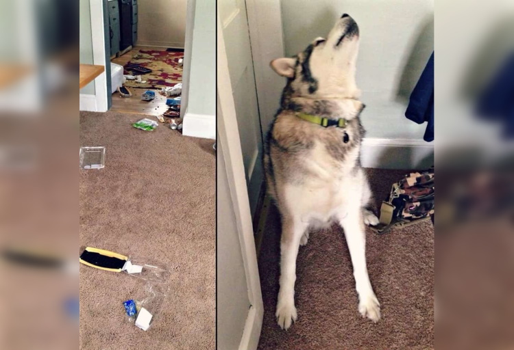 These Animals Prove that Actually They in Control in Houses