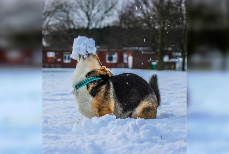 Первый снег и неподражаемые эмоции животных: 30 забавных снимков