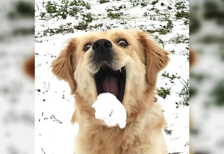Первый снег и неподражаемые эмоции животных: 30 забавных снимков