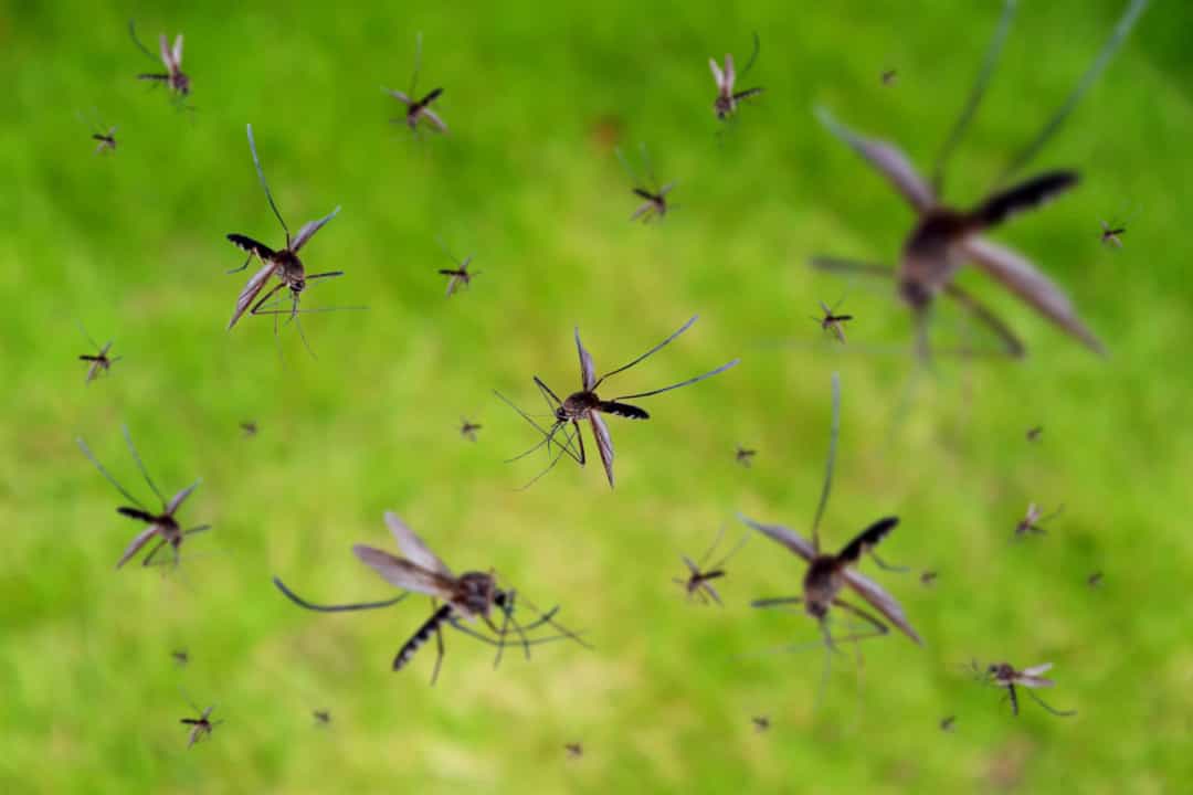 Самые свирепые летающие насекомые, с которыми лучше не встречаться