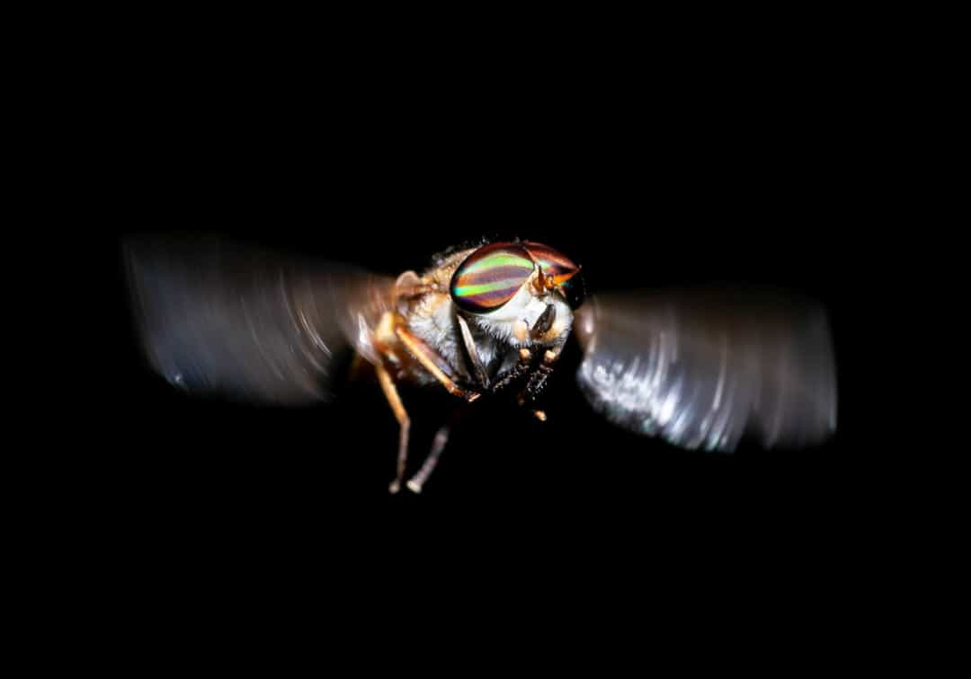 Самые свирепые летающие насекомые, с которыми лучше не встречаться