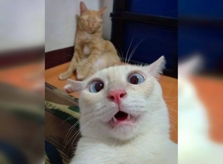Эти забавные котики: 30 юморных фото