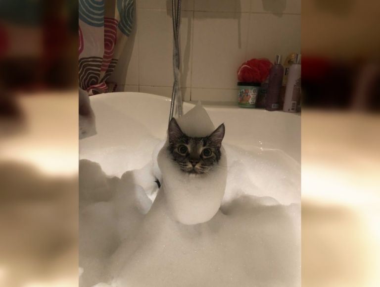 These Funny Cats 30 Humorous Photos Page 25 Of 30 URAPRESS these-funny-cats-30-humorous-photos-page-25-of-30-urapress