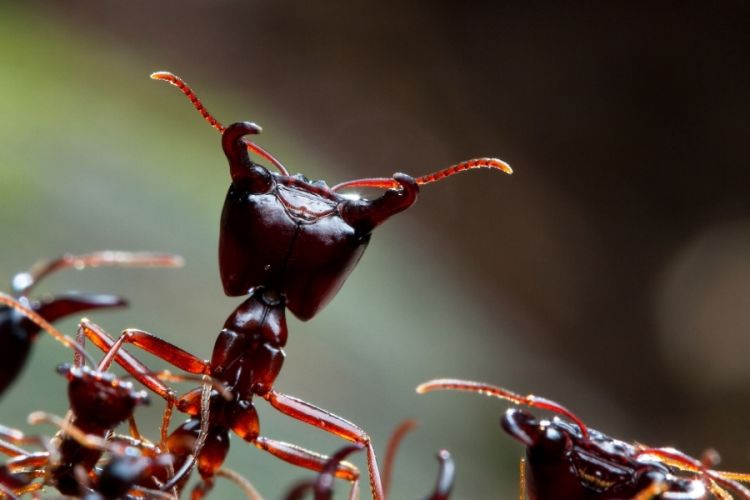 Caution: The Most Terrible Insects on Earth