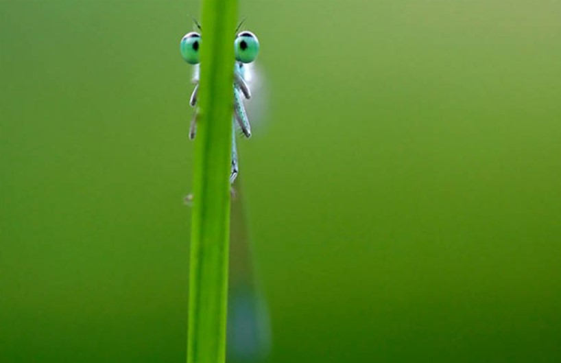 Masterpieces in Motion: Perfectly Timed Animal Captures