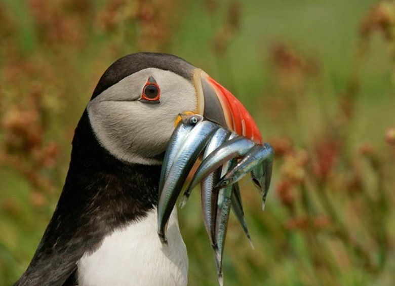 Masterpieces in Motion: Perfectly Timed Animal Captures