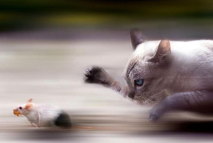 Masterpieces in Motion: Perfectly Timed Animal Captures