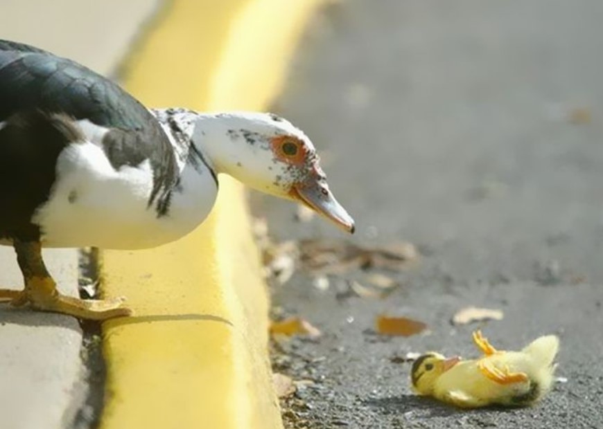 Masterpieces in Motion: Perfectly Timed Animal Captures